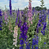 Delphinium impérial/pied d'alouette