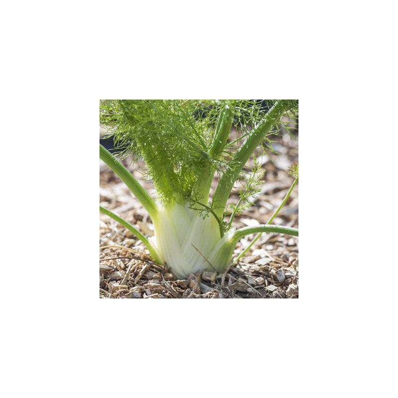 Fenouil doux de florence