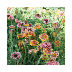 Gaillarde sundance