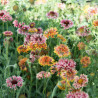 Gaillarde sundance