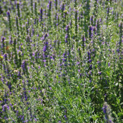 Hysope officinale