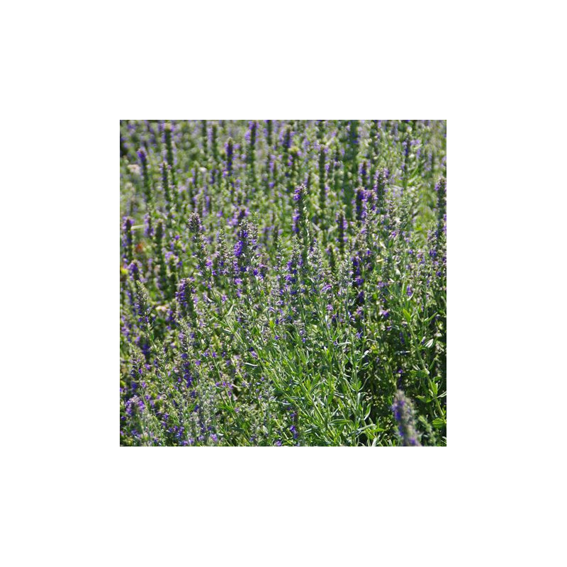 Hysope officinale