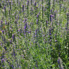 Hysope officinale