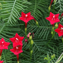 Ipomée cypress vine