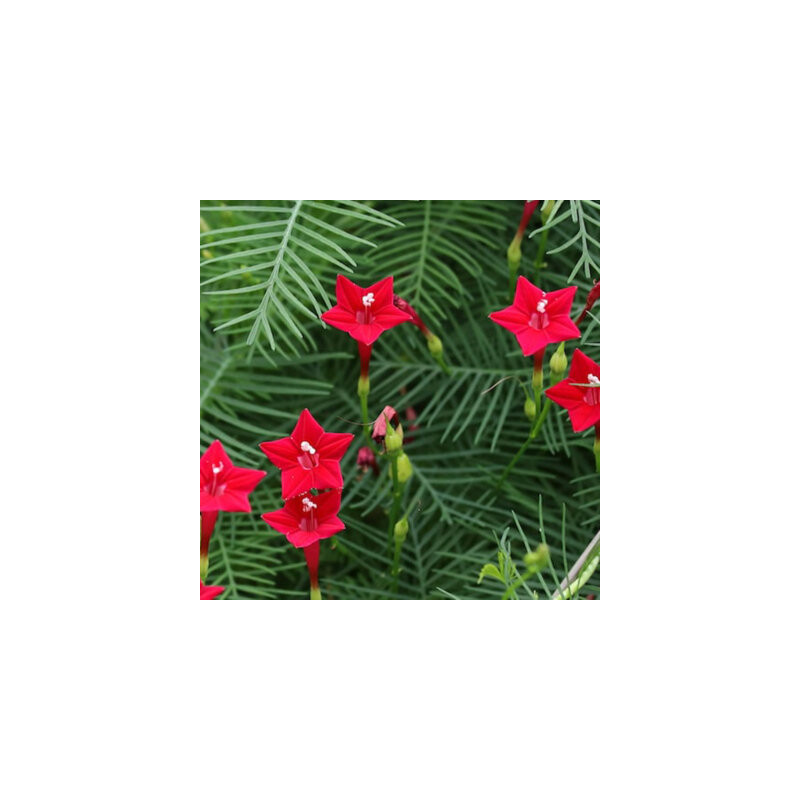 Ipomée cypress vine