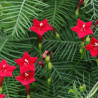 Ipomée cypress vine