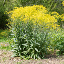 Pastel des teinturiers/isatis