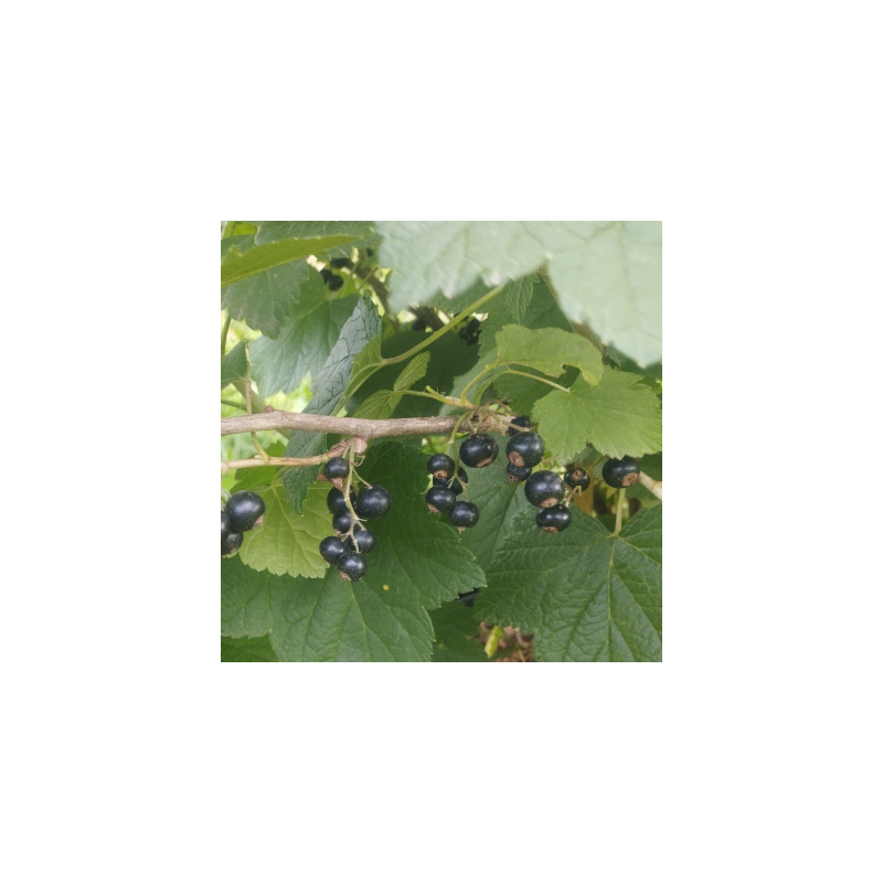 Cassissiers - Tenah Cassissiers - Tenah