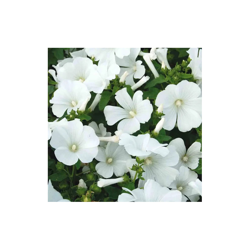 copy of copy of copy of copy of copy of copy of copy of copy of copy of copy of copy of copy of copy of copy of copy of copy of