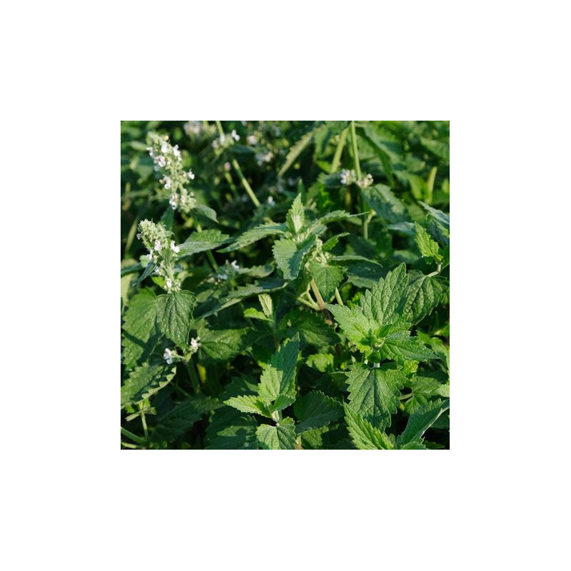 Nepeta / cataire