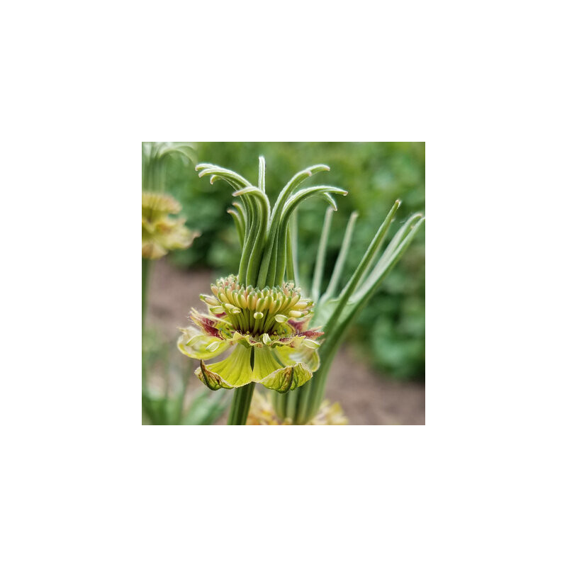 Nigelle d'orient transformer