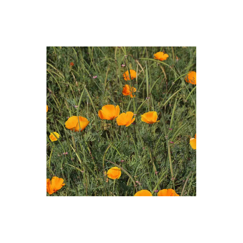 Pavot de californie / escholtzia