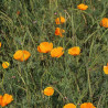 Pavot de californie / escholtzia