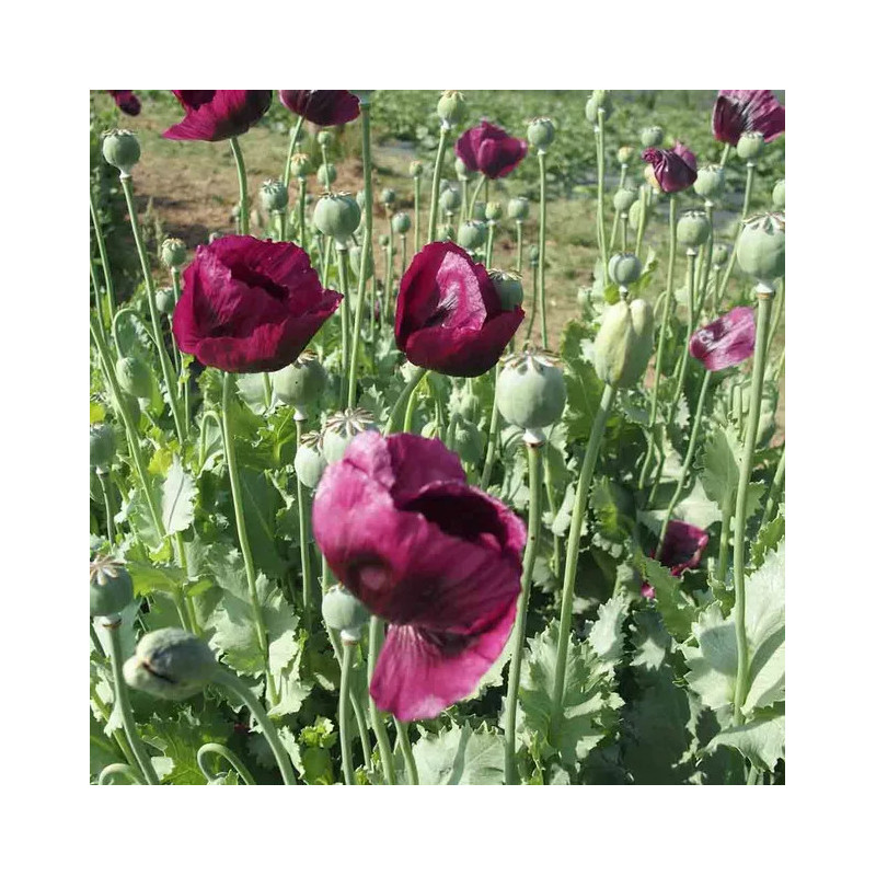 Pavot lauren's grape