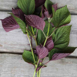 copy of copy of copy of copy of copy of copy of copy of copy of copy of copy of copy of copy of copy of copy of copy of copy of