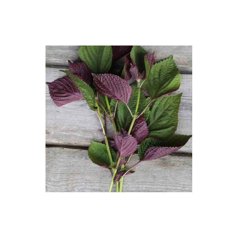 copy of copy of copy of copy of copy of copy of copy of copy of copy of copy of copy of copy of copy of copy of copy of copy of