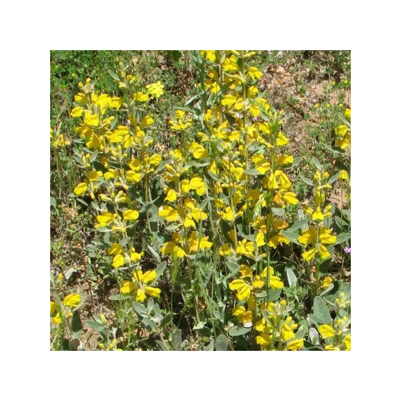 Phlomis jaune / sauge de jérusalem