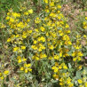 Phlomis jaune / sauge de jérusalem