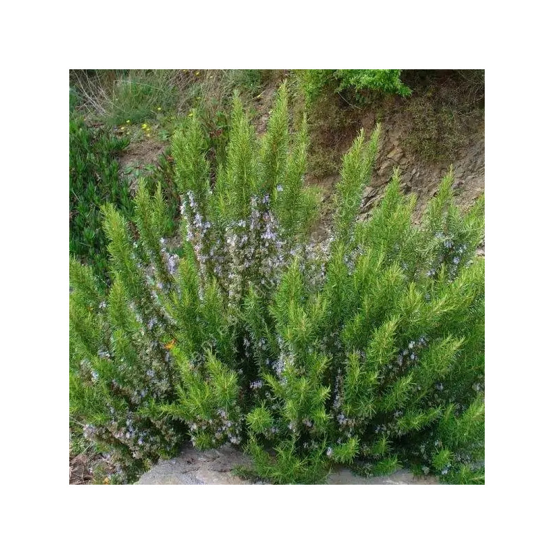 copy of copy of copy of copy of copy of copy of copy of copy of copy of copy of copy of copy of copy of copy of copy of copy of