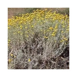 Santoline petit cyprès