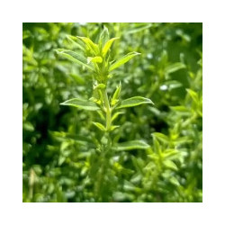 Sarriette des montagnes