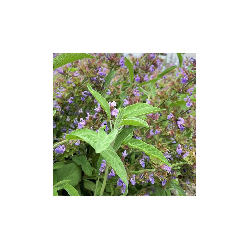 Sauge officinale