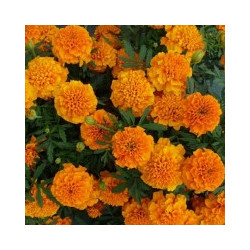 Tagete erecta / oeillet d'inde