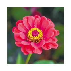 Zinnia élegant varié