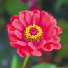 Zinnia élegant varié