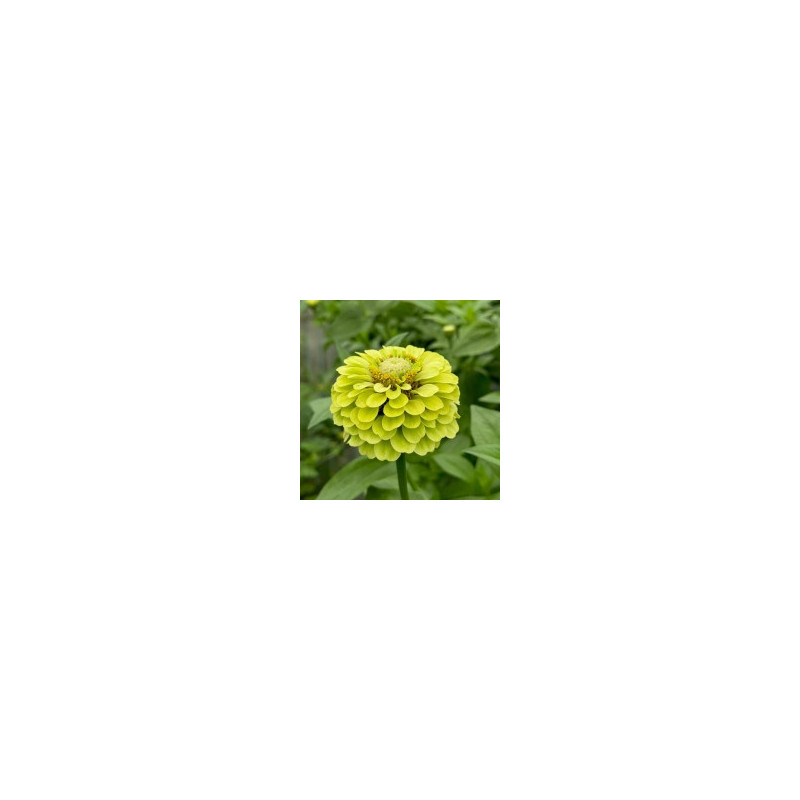 Zinnia vert