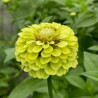 Zinnia vert
