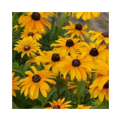 Rudbeckia marmelade