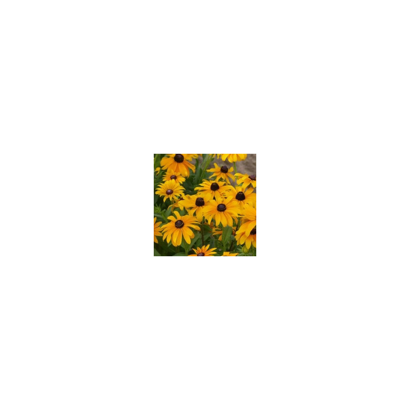 Rudbeckia marmelade