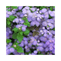 Ageratum