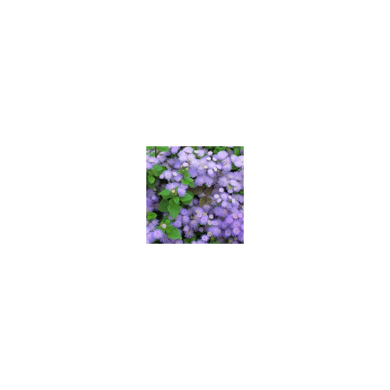 Ageratum