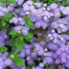 Ageratum