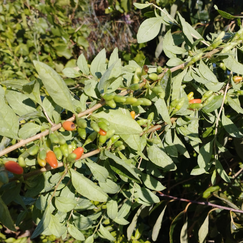 Lyciets (baies de goji) - Lhassa