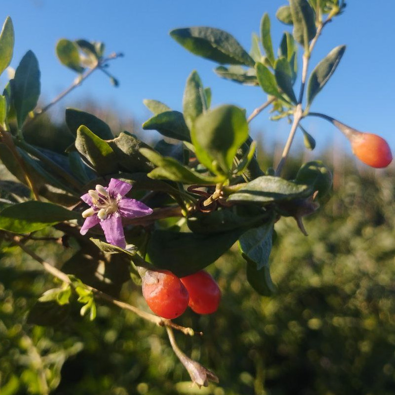 Lyciets (baies de goji) - Chinense
