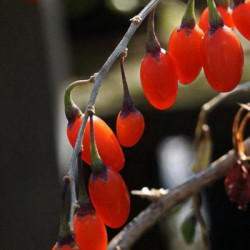 Lyciets (baies de goji) - Big Lifeberry