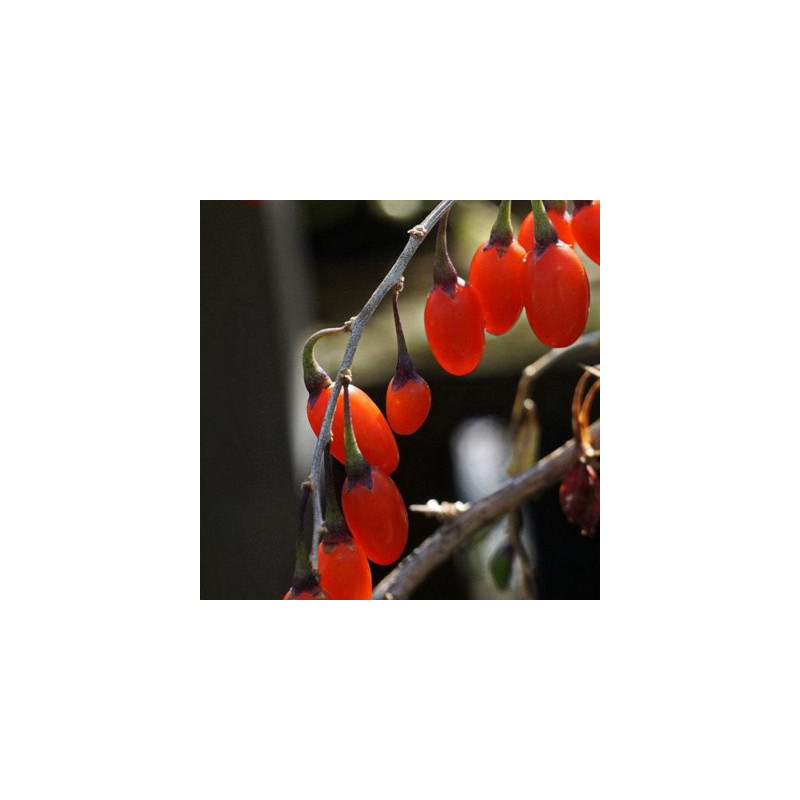 Lyciets (baies de goji) - Big Lifeberry