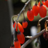Lyciets (baies de goji) - Big Lifeberry