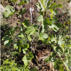 Figuiers - Petite noire bifère