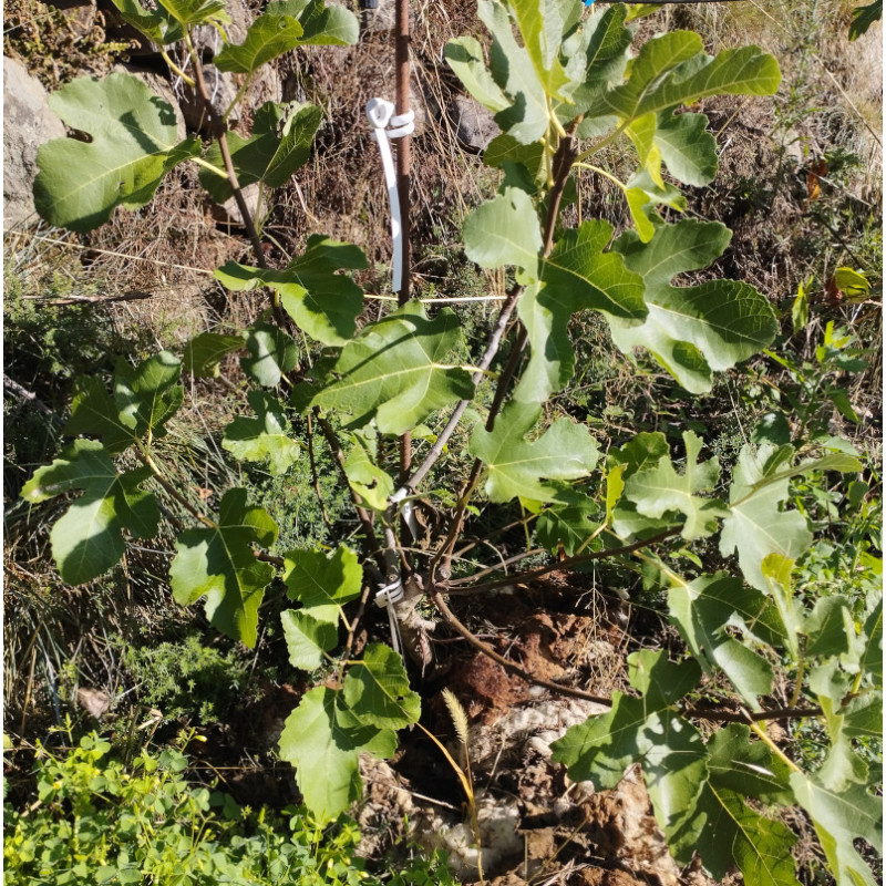 Figuiers - Petite noire bifère