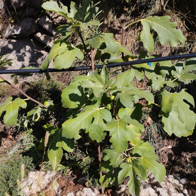 Figuiers - Longue d’août