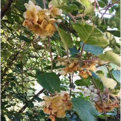 Kiwis - Kiwi mâle Tomuri