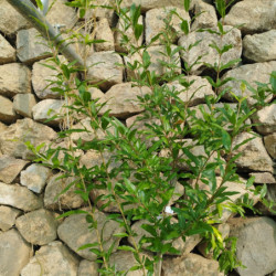 Grenadiers - Wonderful précoce