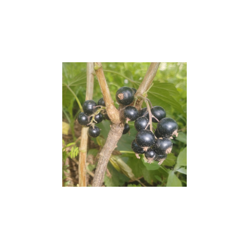 Cassissiers - Géant de Boskoop