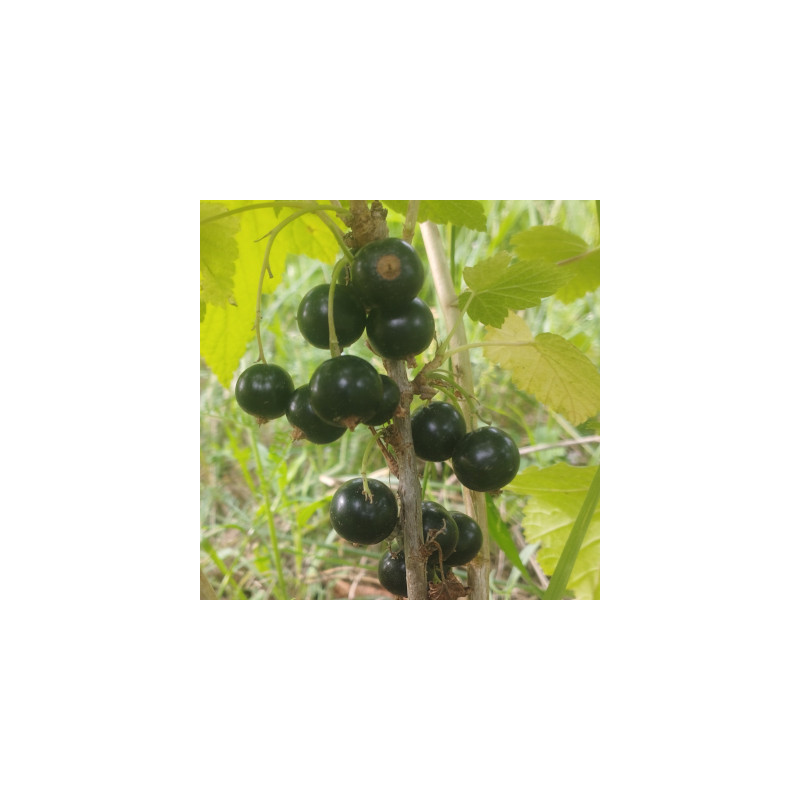 Cassissiers - Royal de Naples