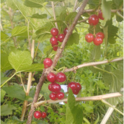 groseilliers à grappes - Joncker von tets