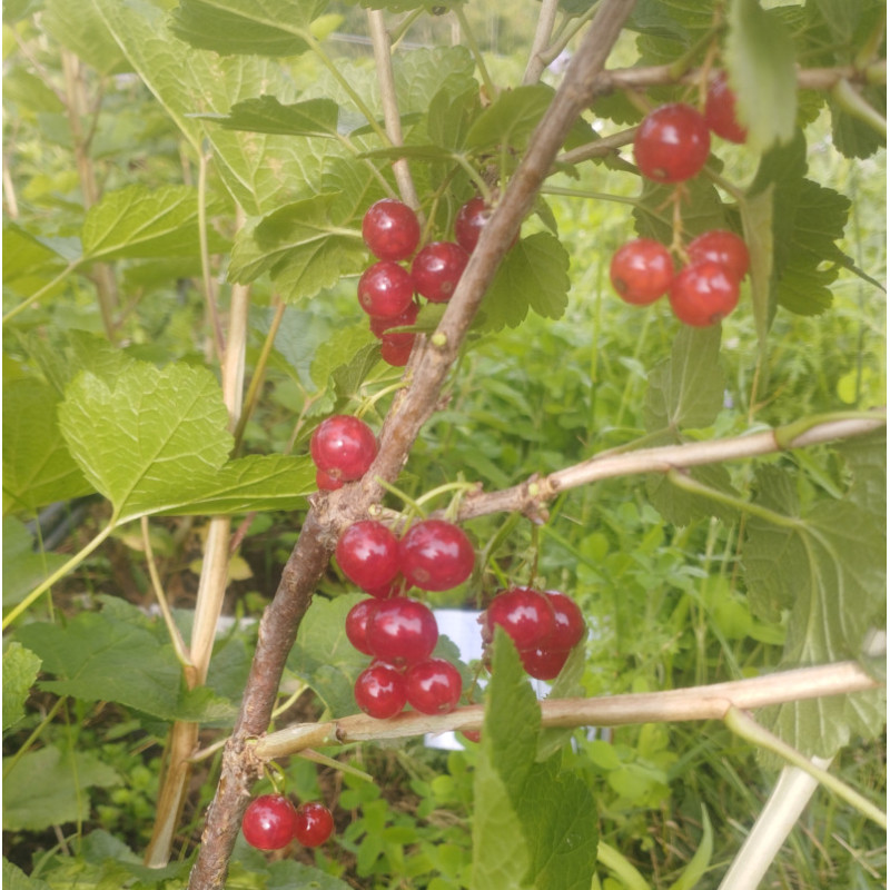 groseilliers à grappes - Joncker von tets